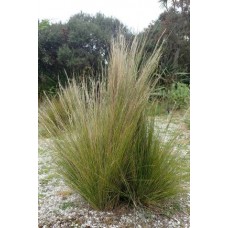 Coast SpearGrass x 1 Plants Native Coastal Hardy Grasses Austrostipa stipoides Spear Grass Drought Frost Wind Tolerant Prickly